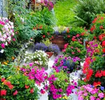 Candelo, a quaint medieval village where towering castle walls dominate, while stone cottages and cobblestone lanes charm. The Candelo Flower show in May...