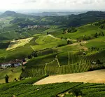 Piedmont wine is perhaps Italy’s finest—rich, complex, and unforgettable. Discover why this region is a favorite among true wine lovers.
