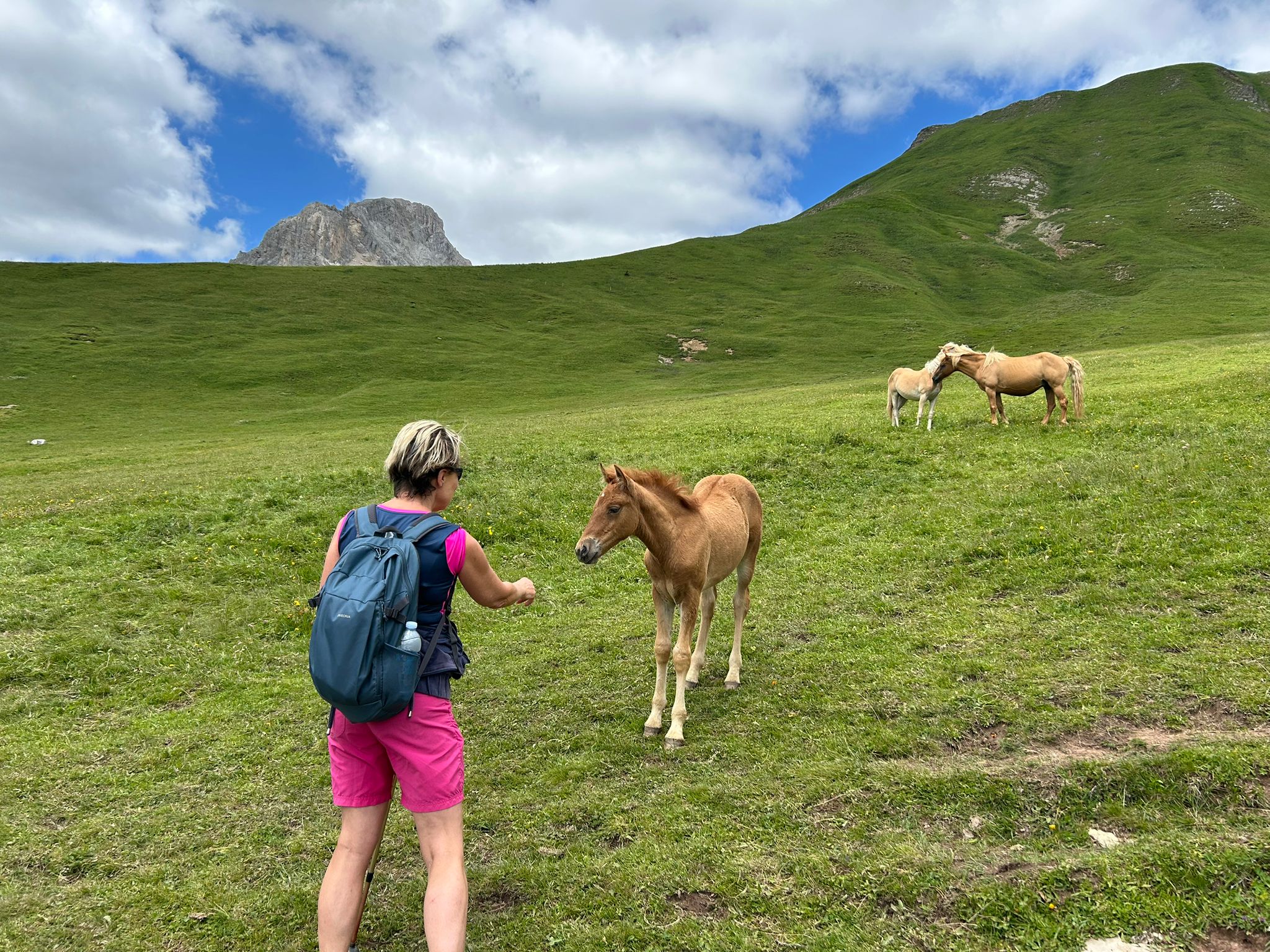 Horse in a meadow in Trentino Horse in a meadow in Trentino