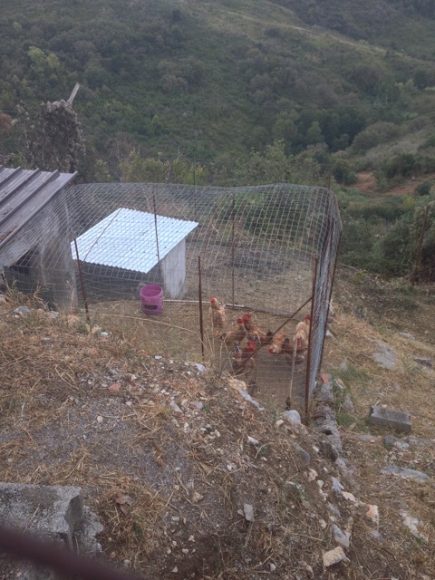 Neighbours Chickens