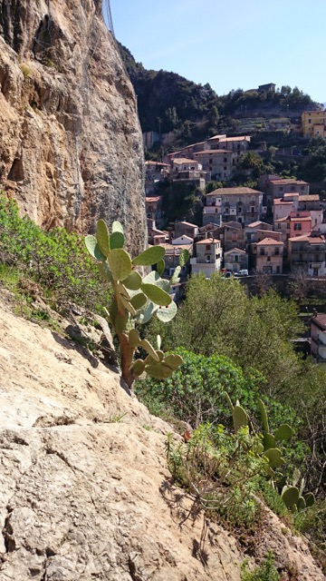 Cactus Calabria