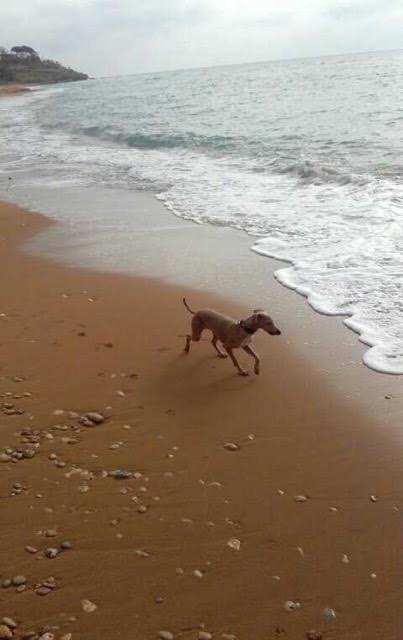 Dog on the Beach