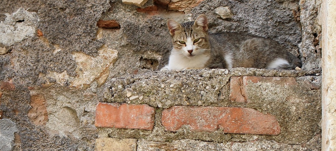 Cats in Italy