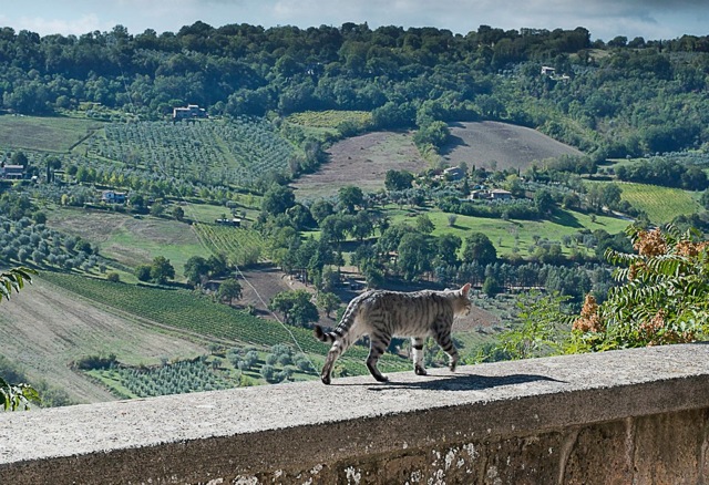 Italian cats by Susan Papazian 