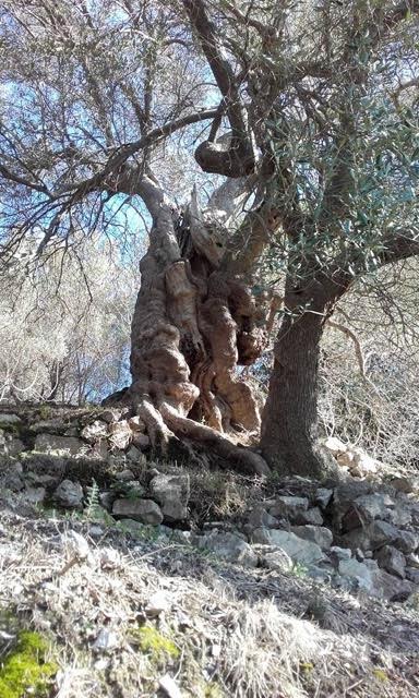 Old Olive Tree