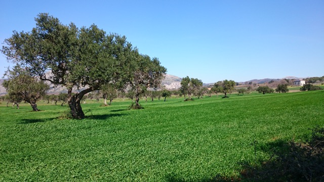 Santa Domenica Talao Countryside