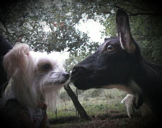 Goat kiss