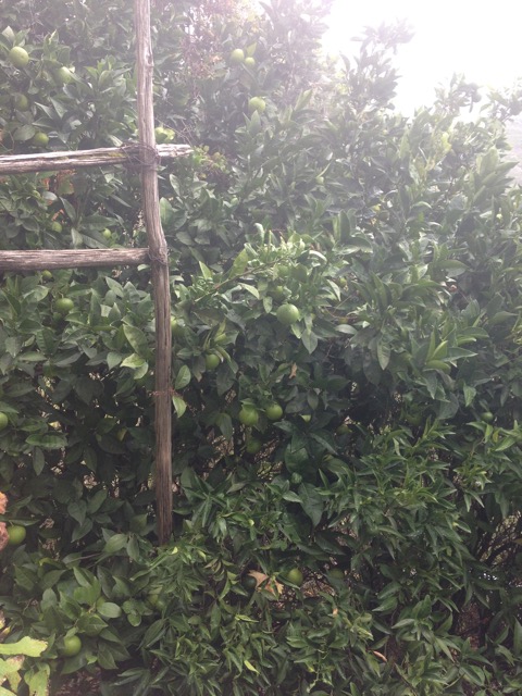 Fruit Trees - Calabria