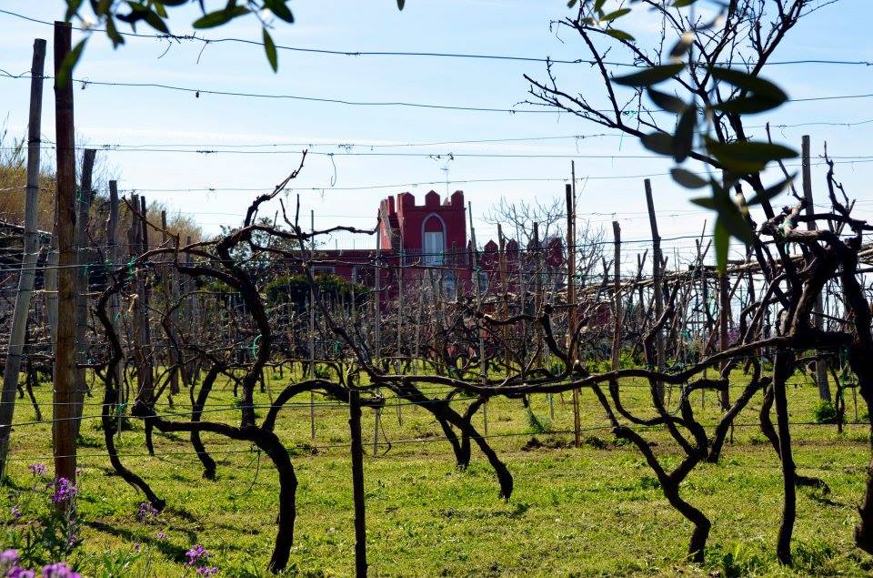 Vineyards of La Vigna