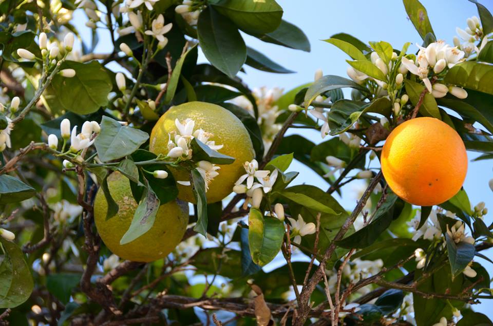 Lemons Procida