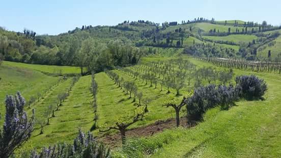 Farm in Italy