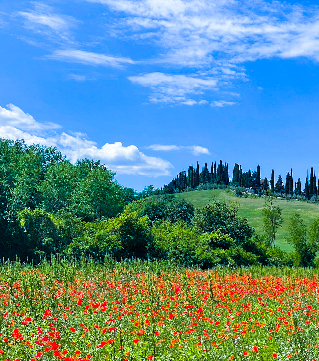 Countryside near San Gimignano Tuscany