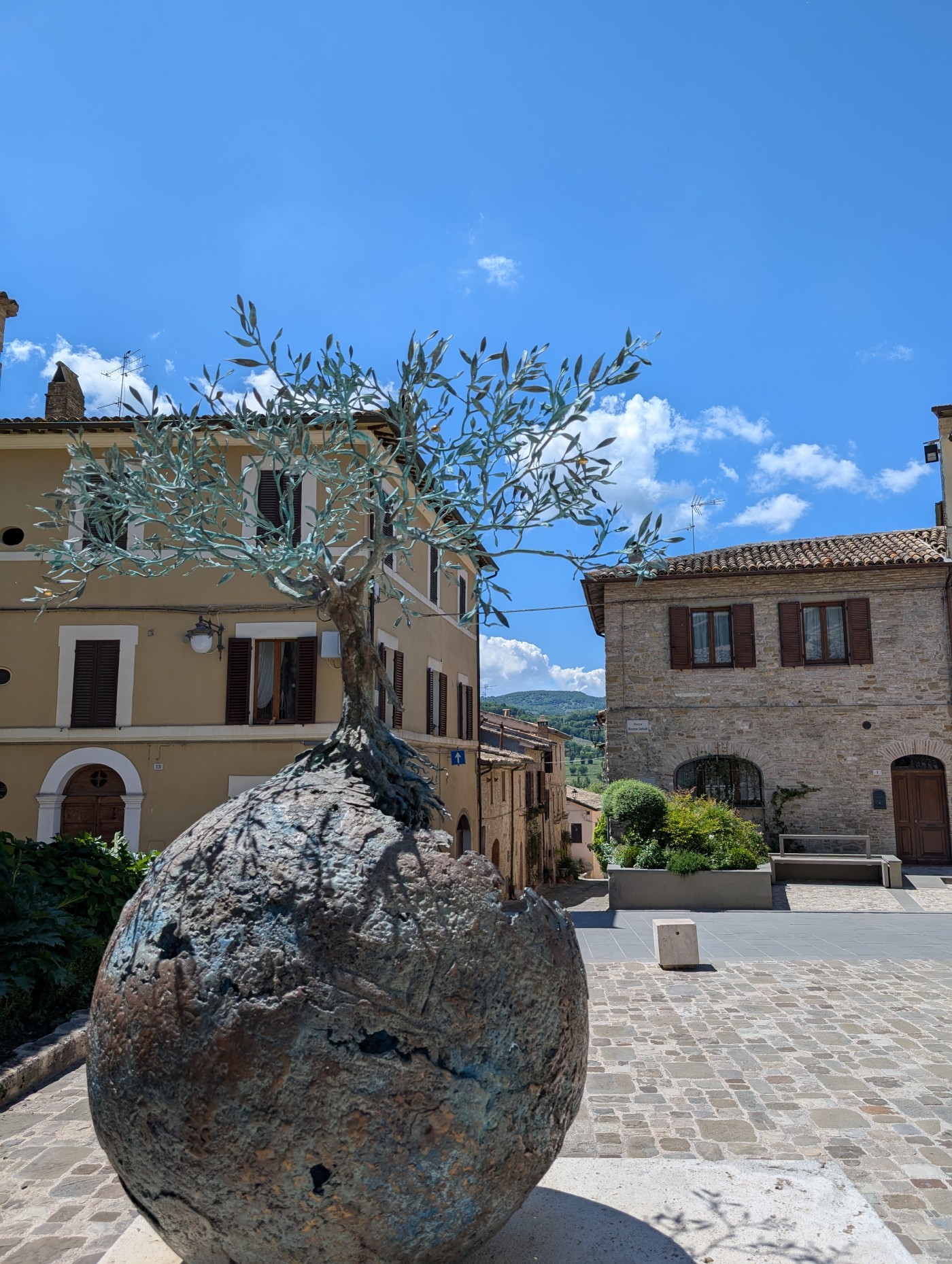 olive tree in Bevagna