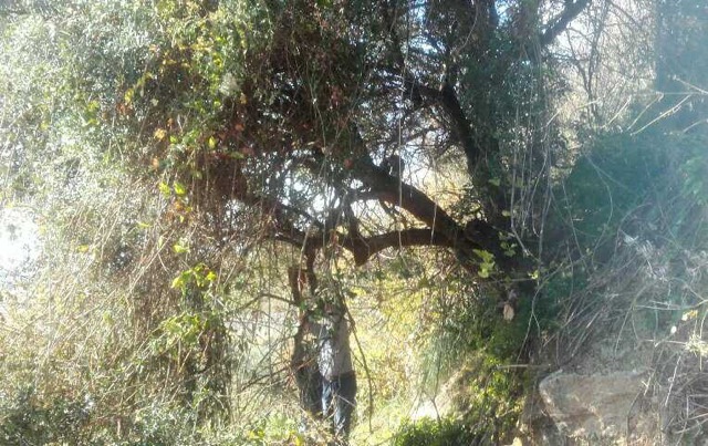 Trimming the Olive Tree