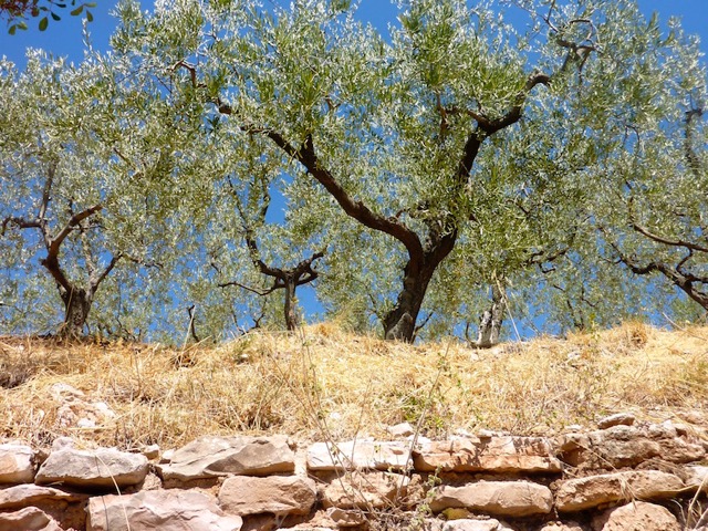 Olive Trees - Umbria