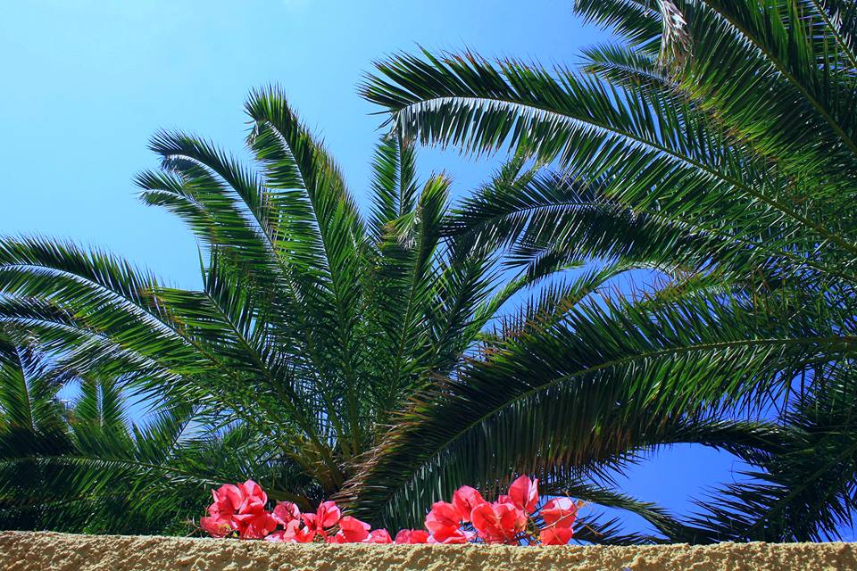 Palms on the Italian Riviera