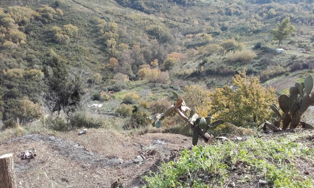 Fichi d'India (prickly pears) Prickly Pears