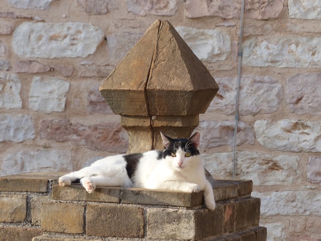 Italian Cat