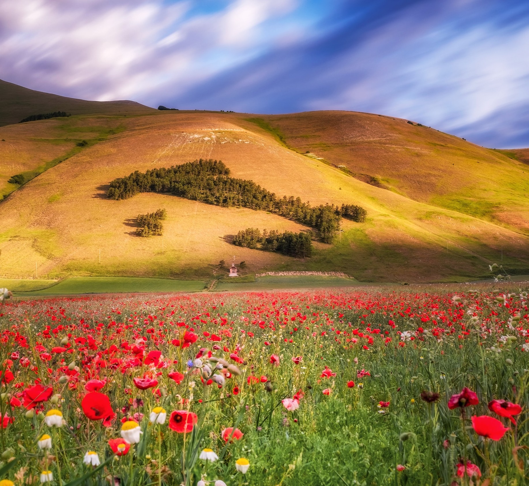 Castellucia flowers and Bosco Italia, a forest planted on the hillside in the exact shape of Italy
