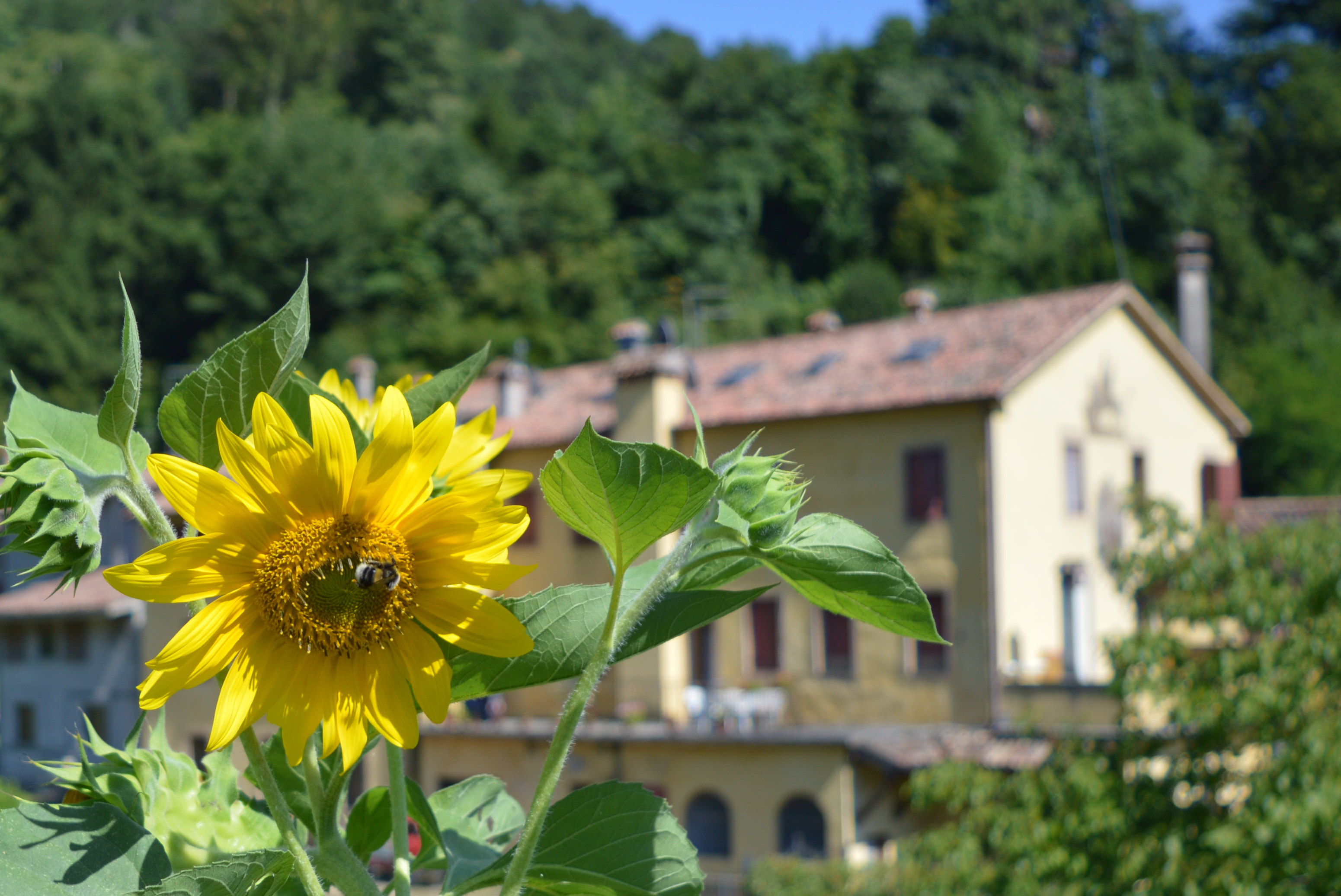 Sunflower in Italy Sunflower in Italy