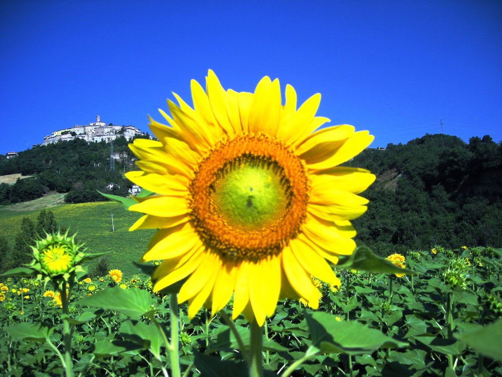 Sunflower Italy