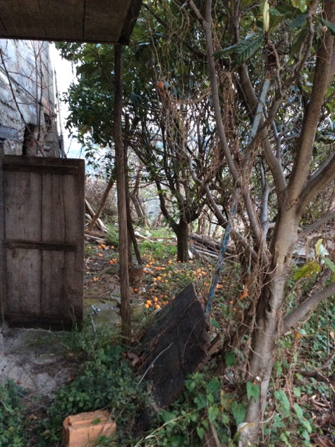 Oranges in a Calabrian garden