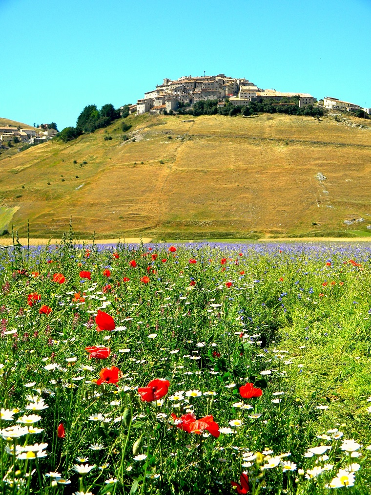 Fields of Poppies in Le Marche Italy