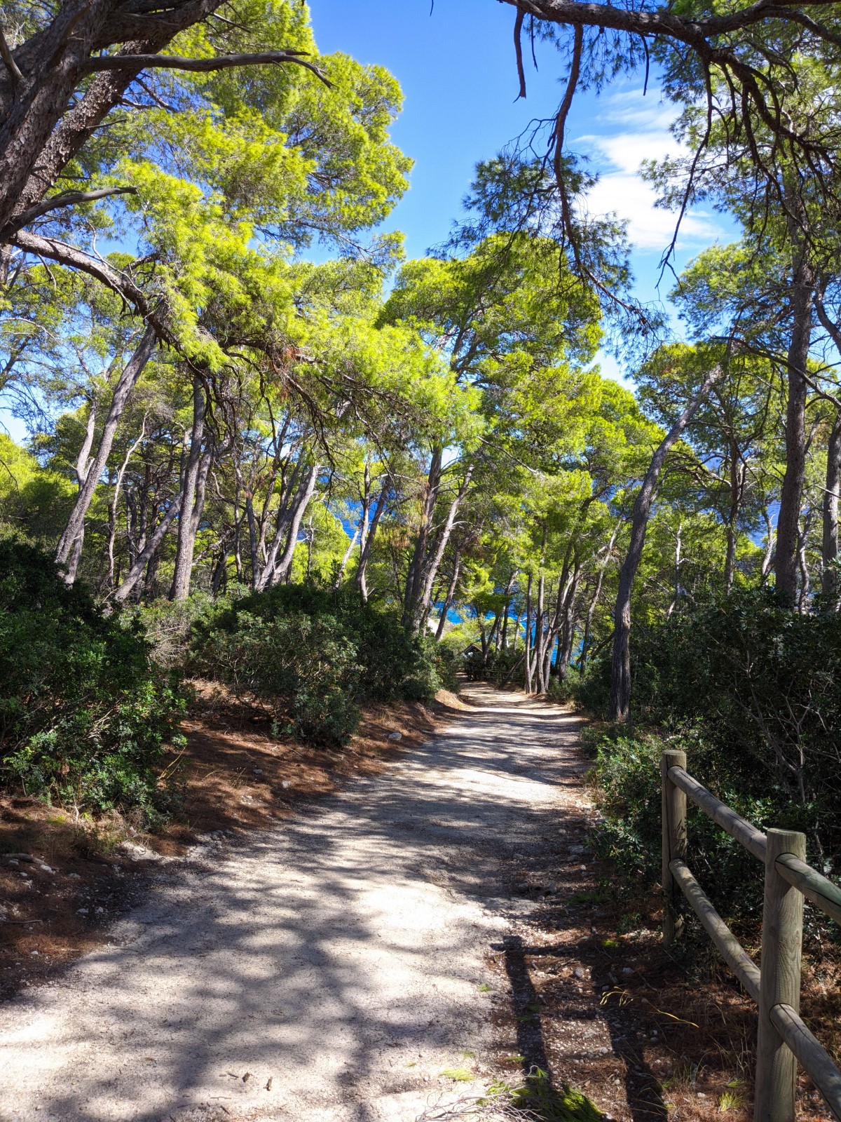Forest walk on San Domino tremiti Islands