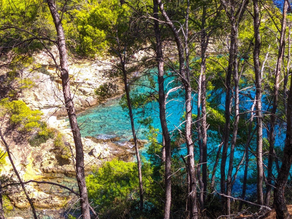Pine forests near Cala Matana