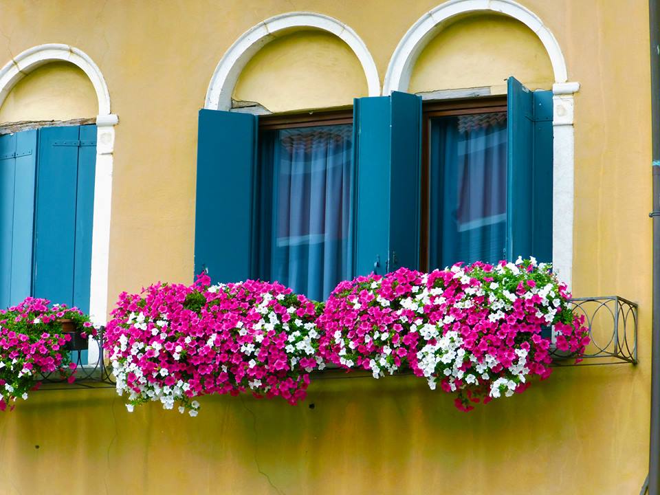 Flowers in a Window