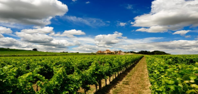 Vineyards in Umbria Vineyards in Umbria