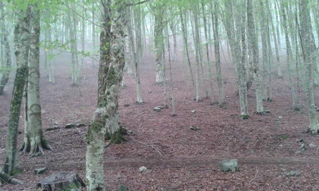 Woods in Calabria