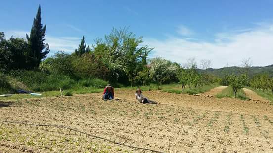 Working on a farm in Italy
