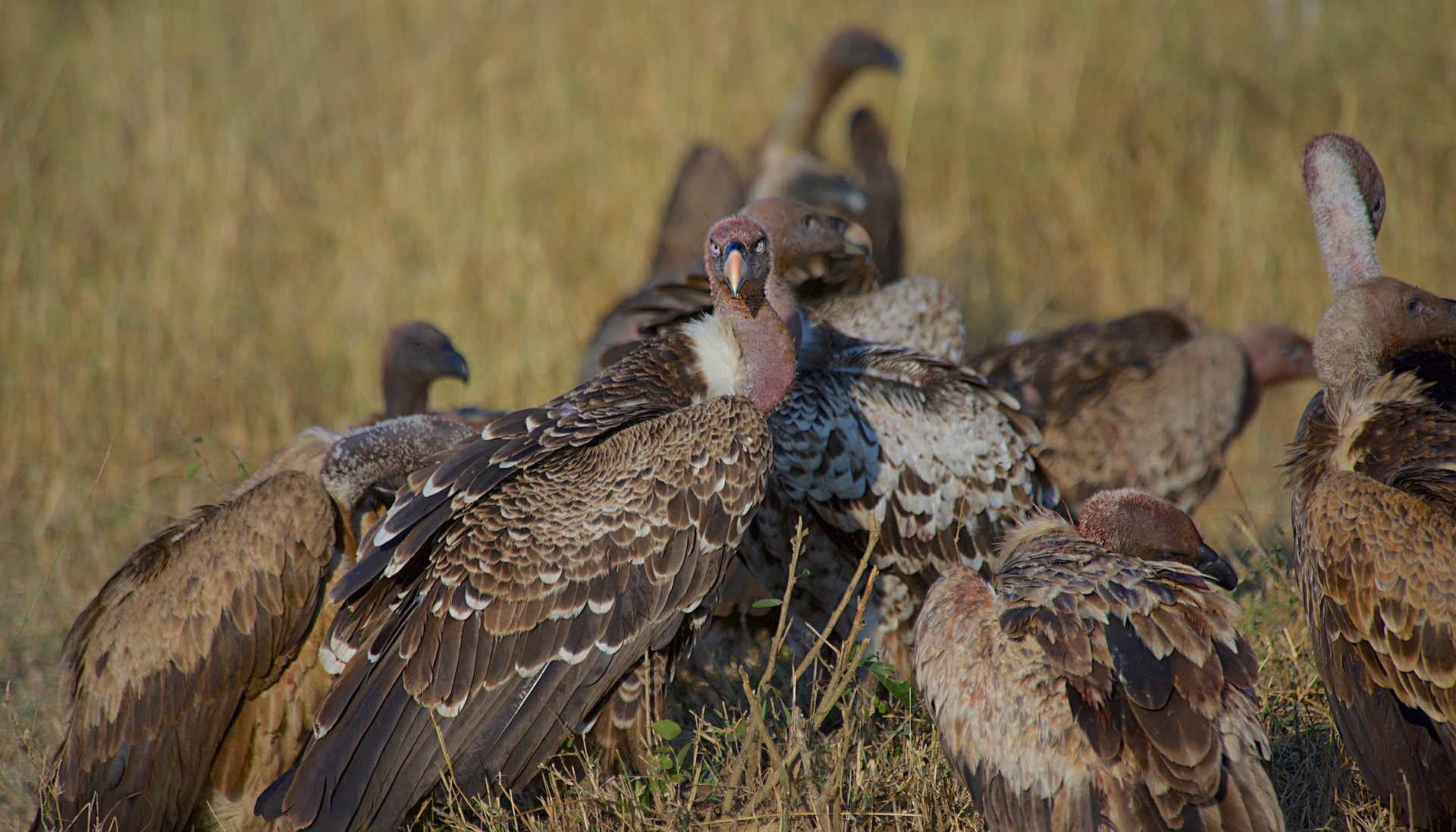 Vultures in Italy